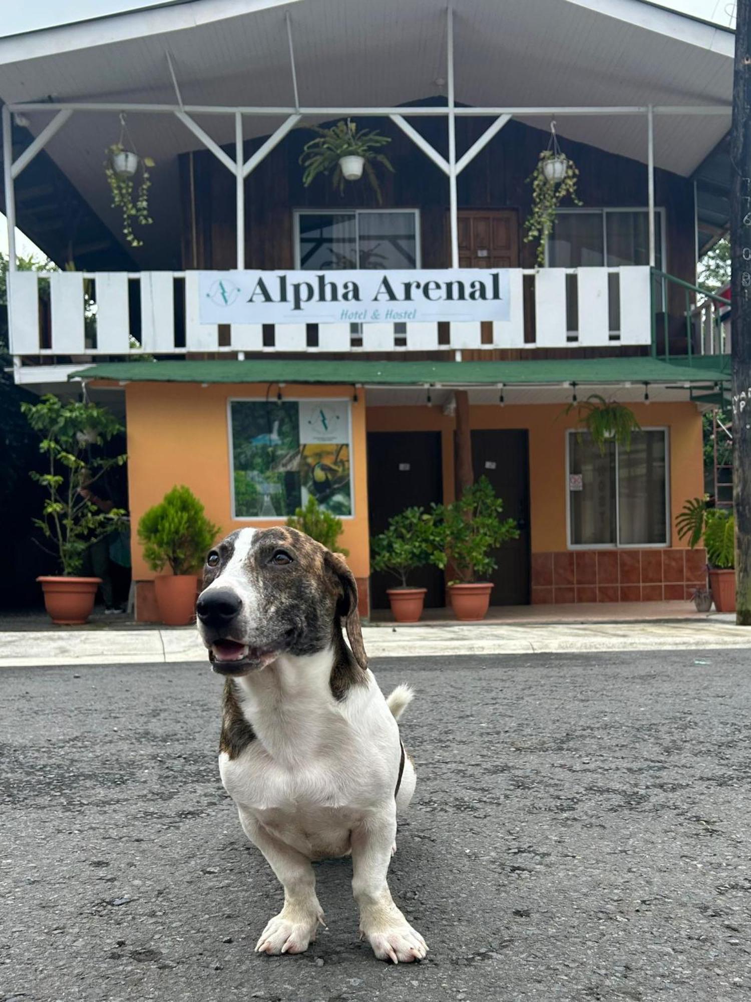 Alpha Arenal Pansiyon La Fortuna Dış mekan fotoğraf